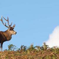 Red Deer Stag 2 